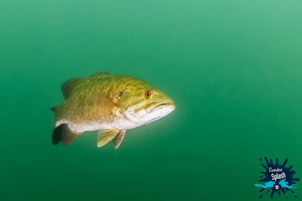 Canadian Splash: Dipping into Temagami and Surrounding Lakes | Dive ...