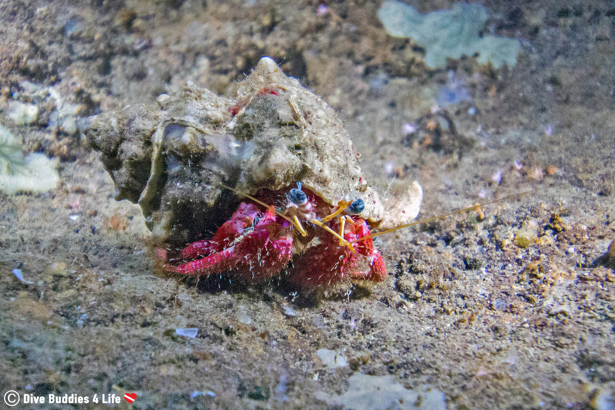 A Red Hermit Crab On The Bottom Of The Grotta Dell’Isca Mediterranean Sea Scuba Diving The Amalfi Coast, Italy, Europe 