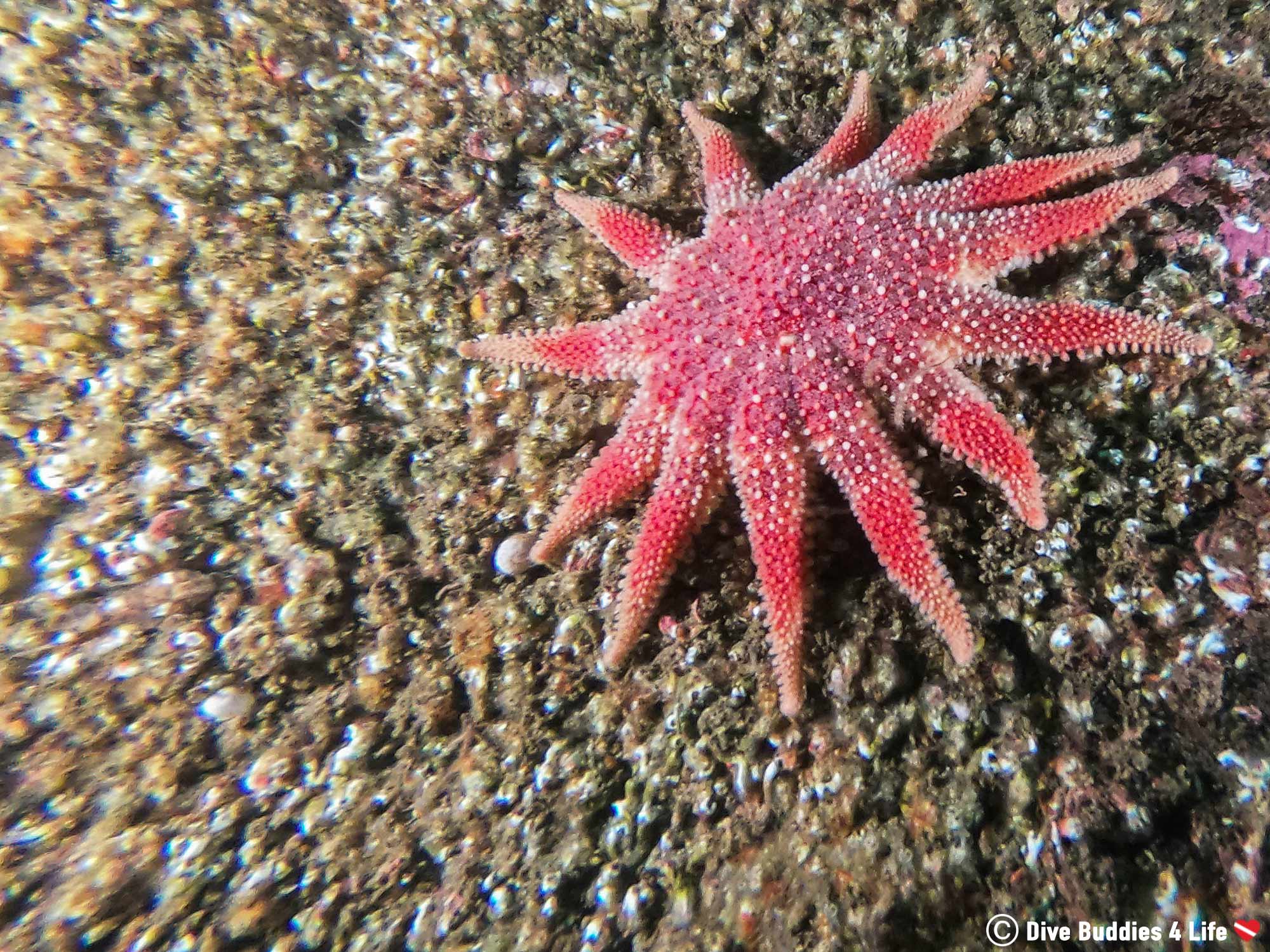 A Red Sunstar On The Wall Of The Gully In St Abbs, Scotland Scuba Diving