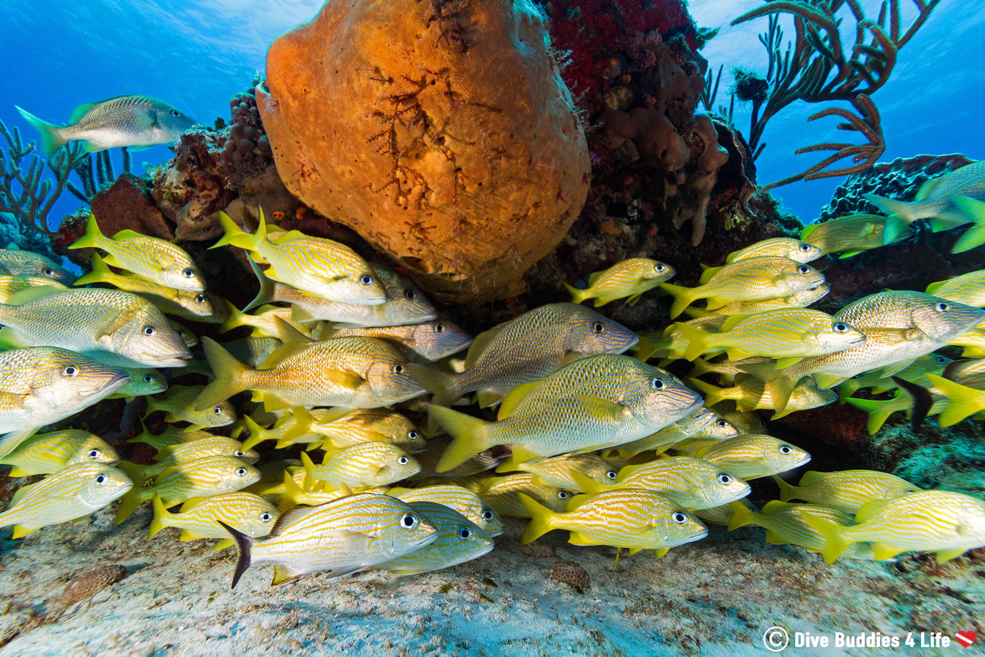 A Reef Ball And A School Of Grunt Fish In Cozumel, Mexico