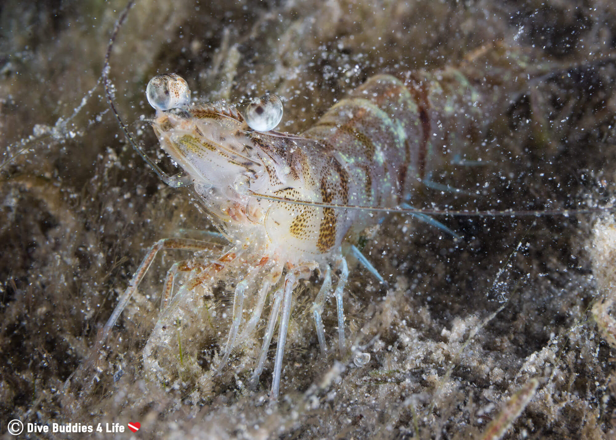 A Sand Shrimp Digging In The Mud At The Bridge In Florida, USA