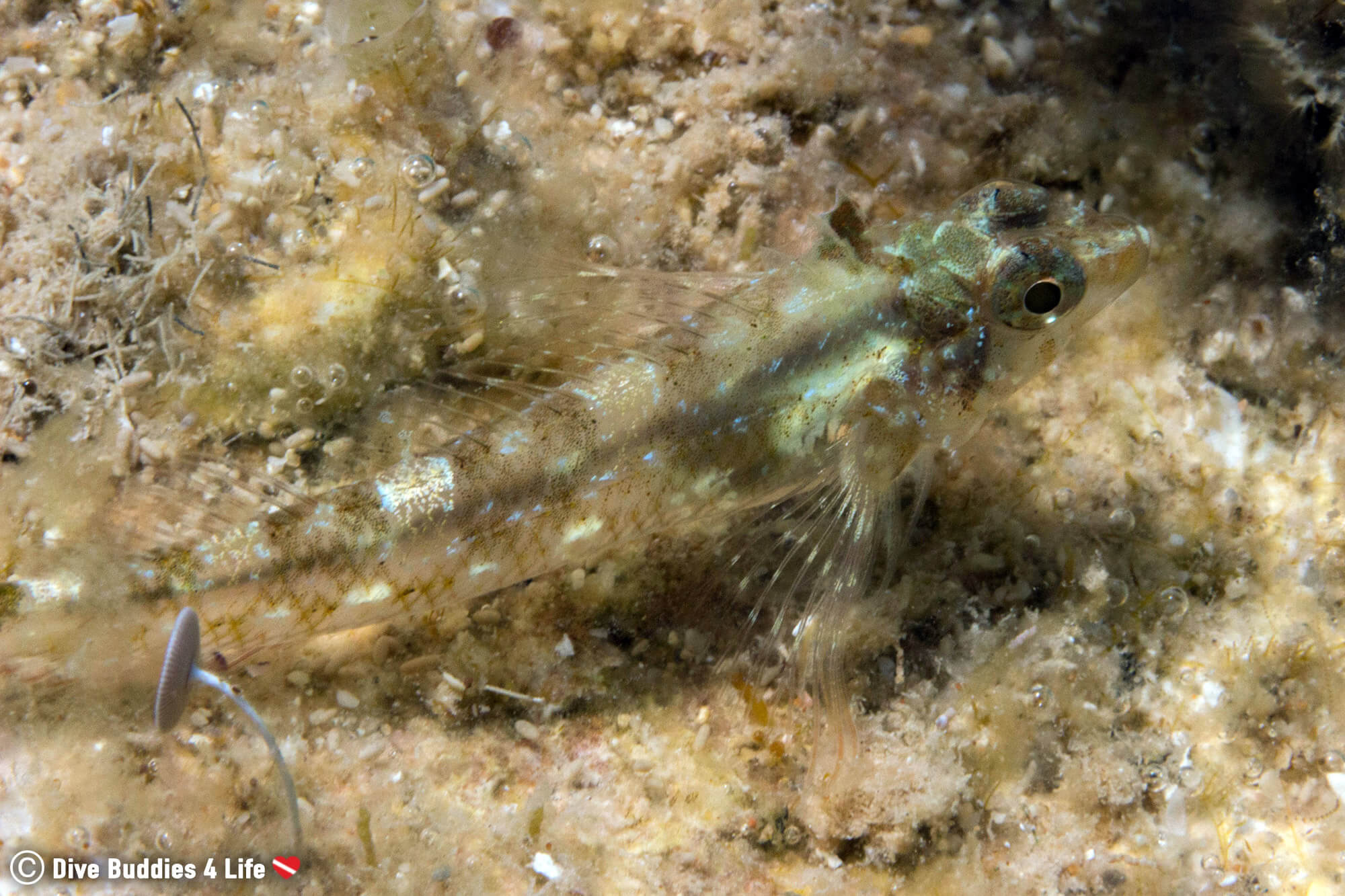 A Sandy Colored Fish Species, Seen While Scuba Diving In Sarandë, Albania, Europe