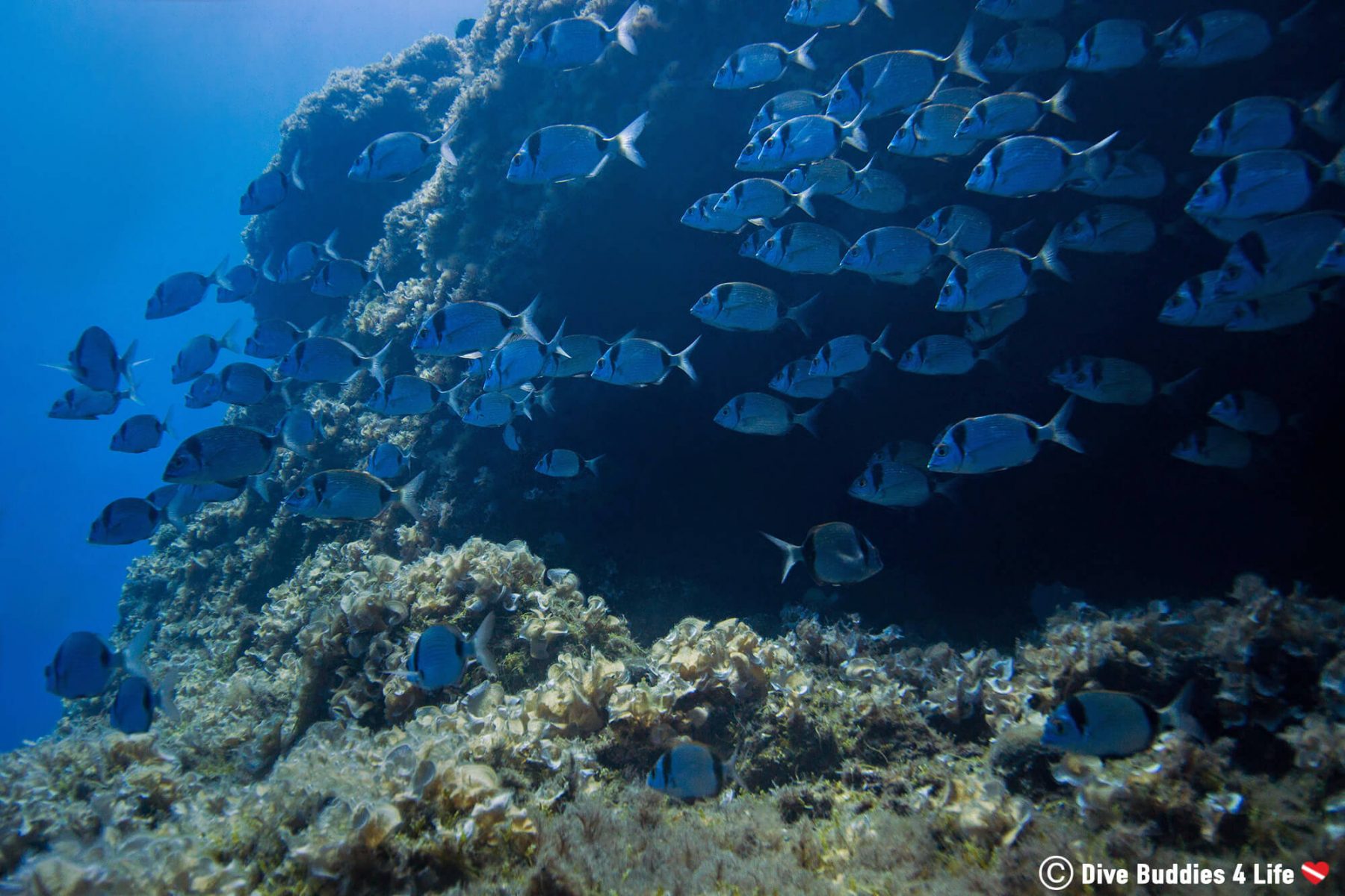 Scuba Diving Italy's Amalfi Coast | Dive Buddies 4 Life