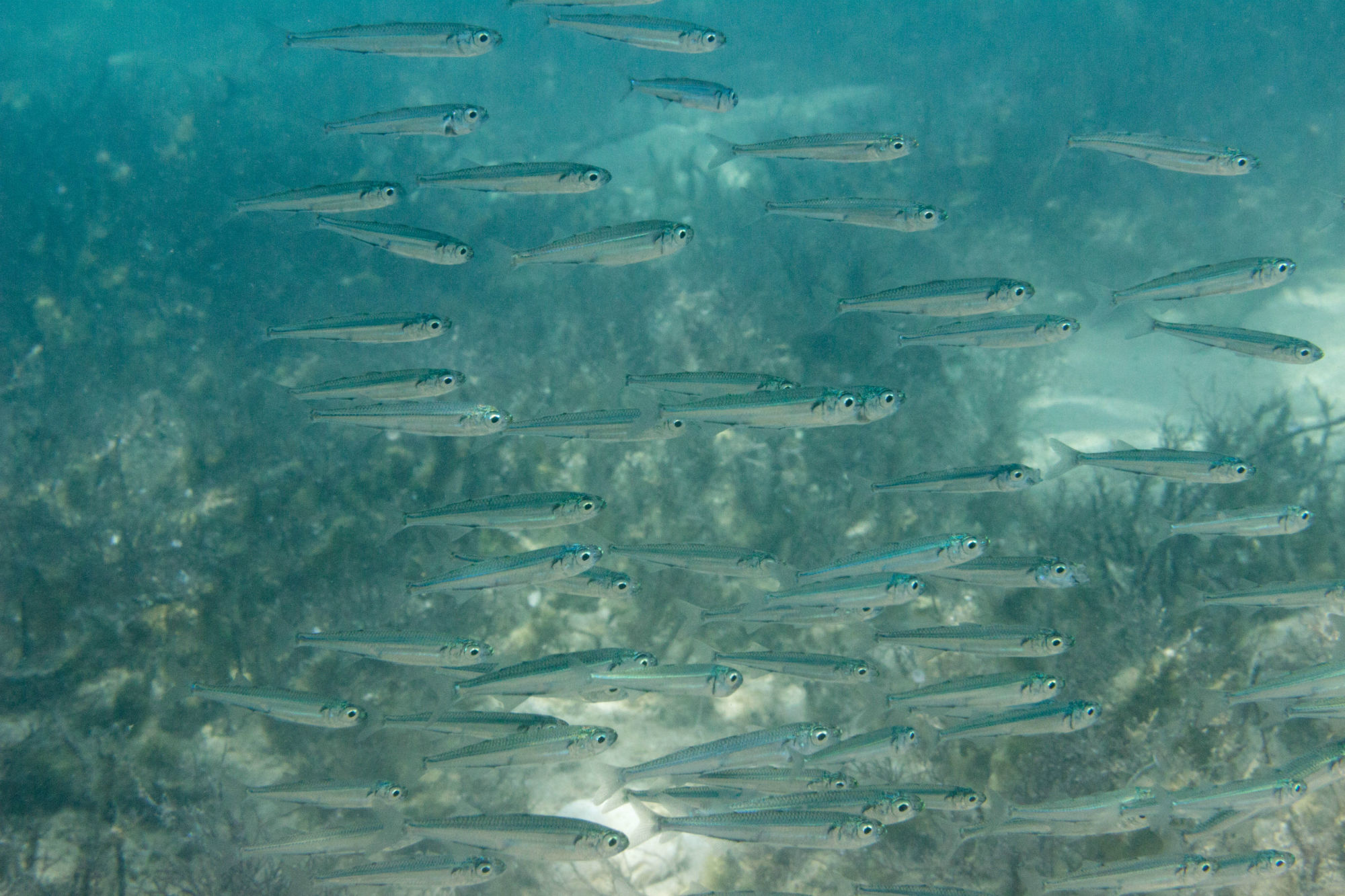 A School Of Minnows In Croatia