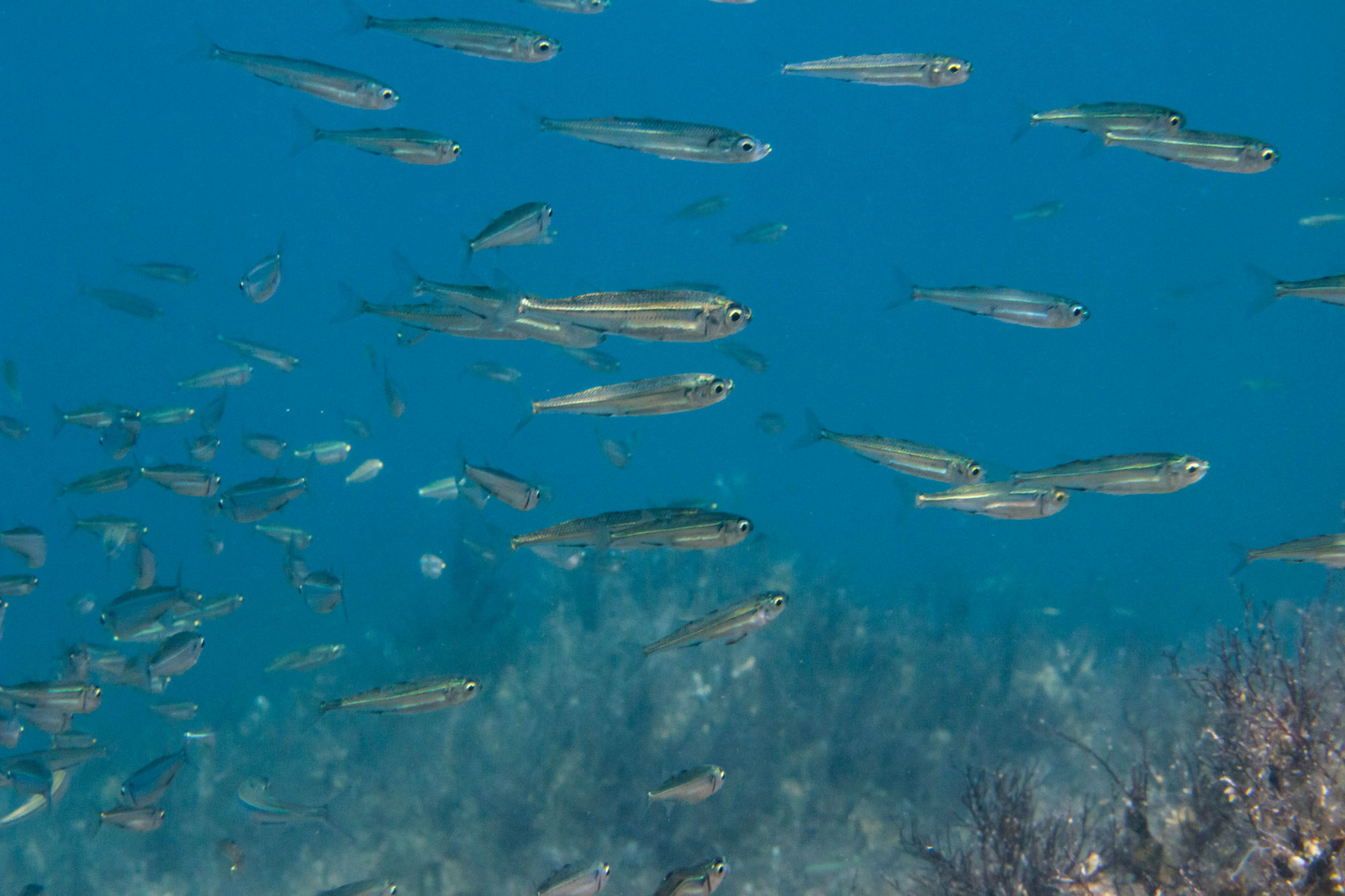 A School Of Minnows In The Adriatic Sea