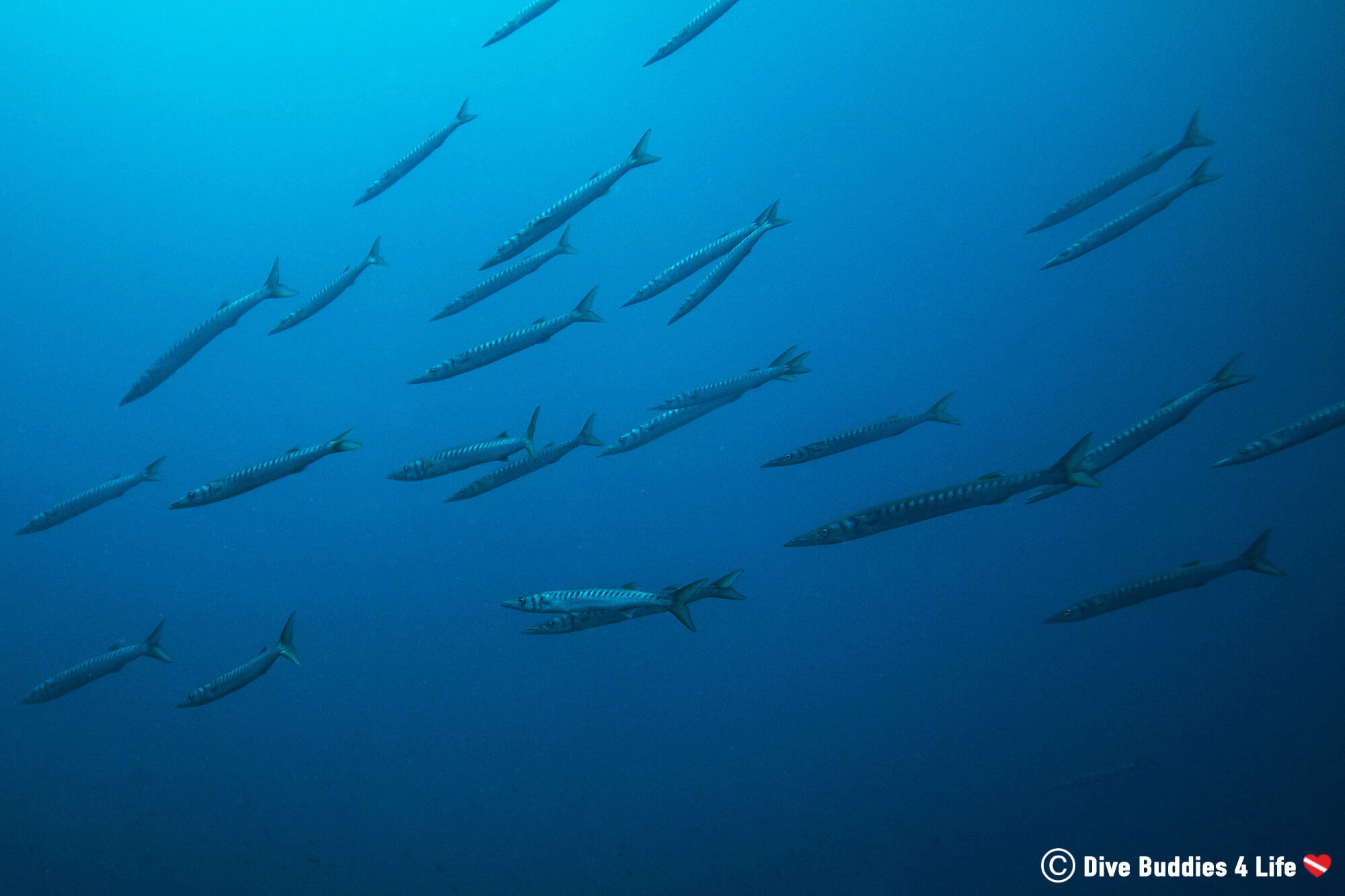 A School Of Silver Striped Barracuda Seen Scuba Diving The Amalfi Coast Of Italy, Europe