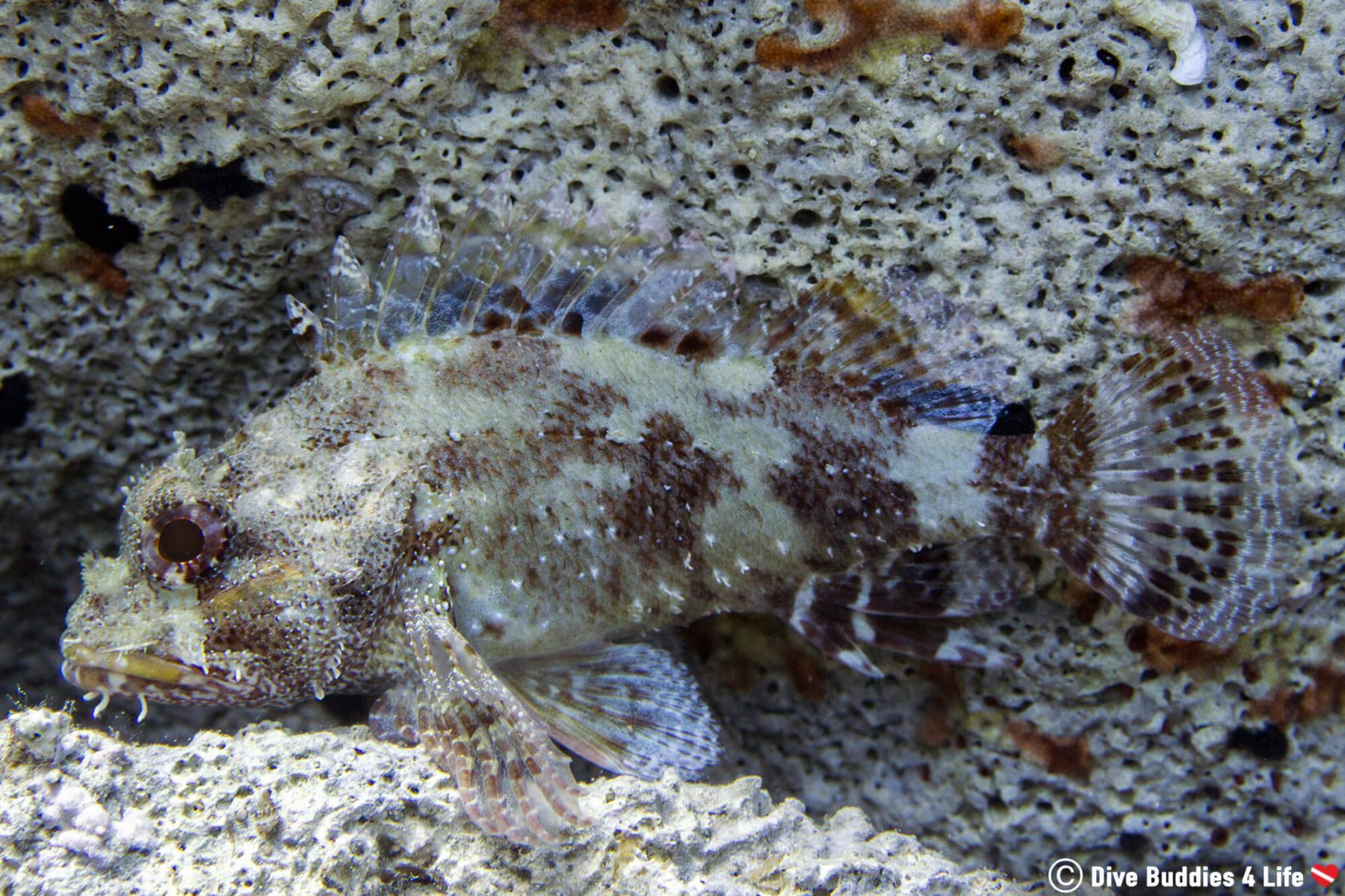 Diving the Greek Island of Zakynthos | Dive Buddies 4 Life