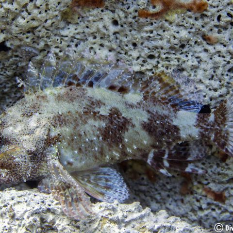 A Scorpion Fish Exhibiting Camouflage With The White Rock Behind It On Zakynthos Island, Greece