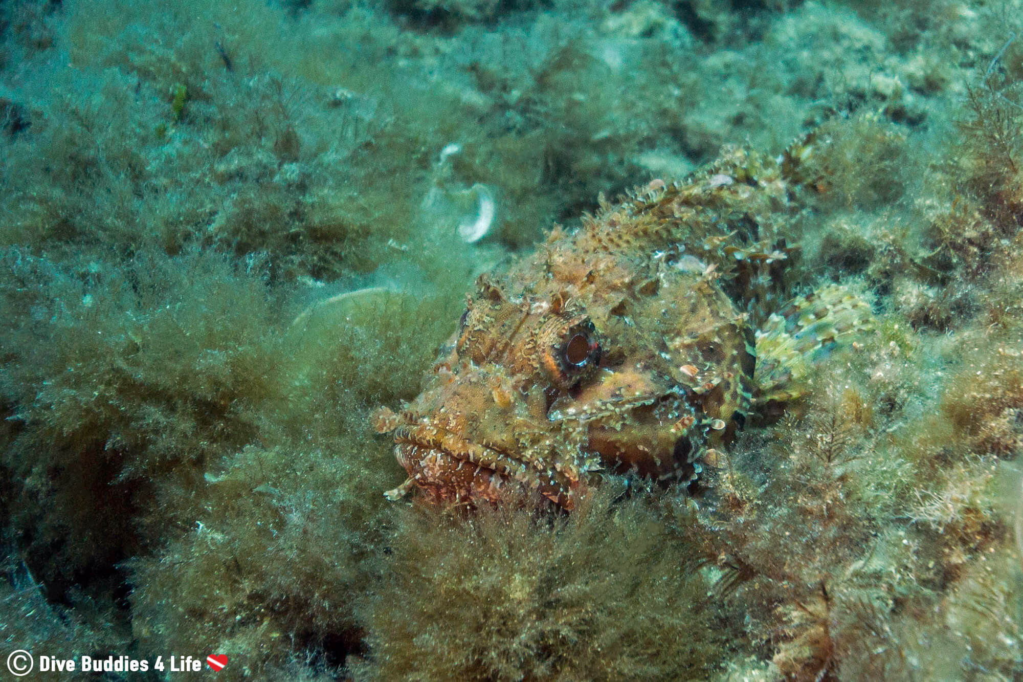 A Scorpionfish Laying On The Ocean Bottom Seen Scuba Diving In Croatia, Europe