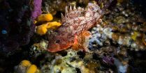 A Scorpionfish In The Sponges And Rocks Of Budva, Scuba Diving Montenegro, Europe's Balkan Countries