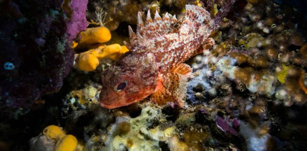 A Scorpionfish In The Sponges And Rocks Of Budva, Scuba Diving Montenegro, Europe's Balkan Countries