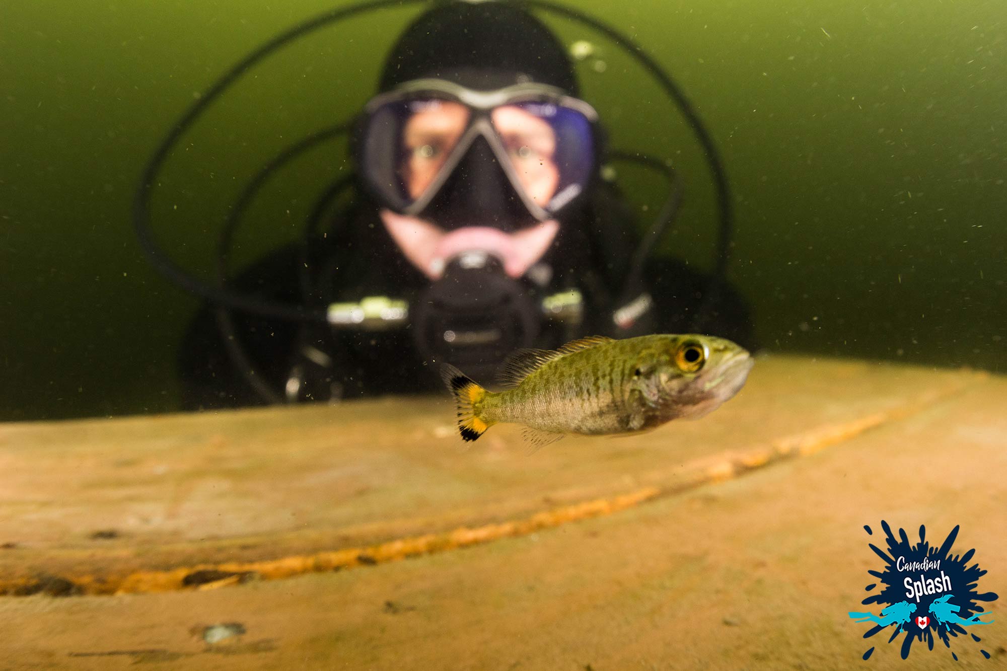 A Scuba Diver Observing A Small Bass At The Miller Beach Dive Site In West Hawk Lake A Crater Lake In Manitoba, Scuba Canada