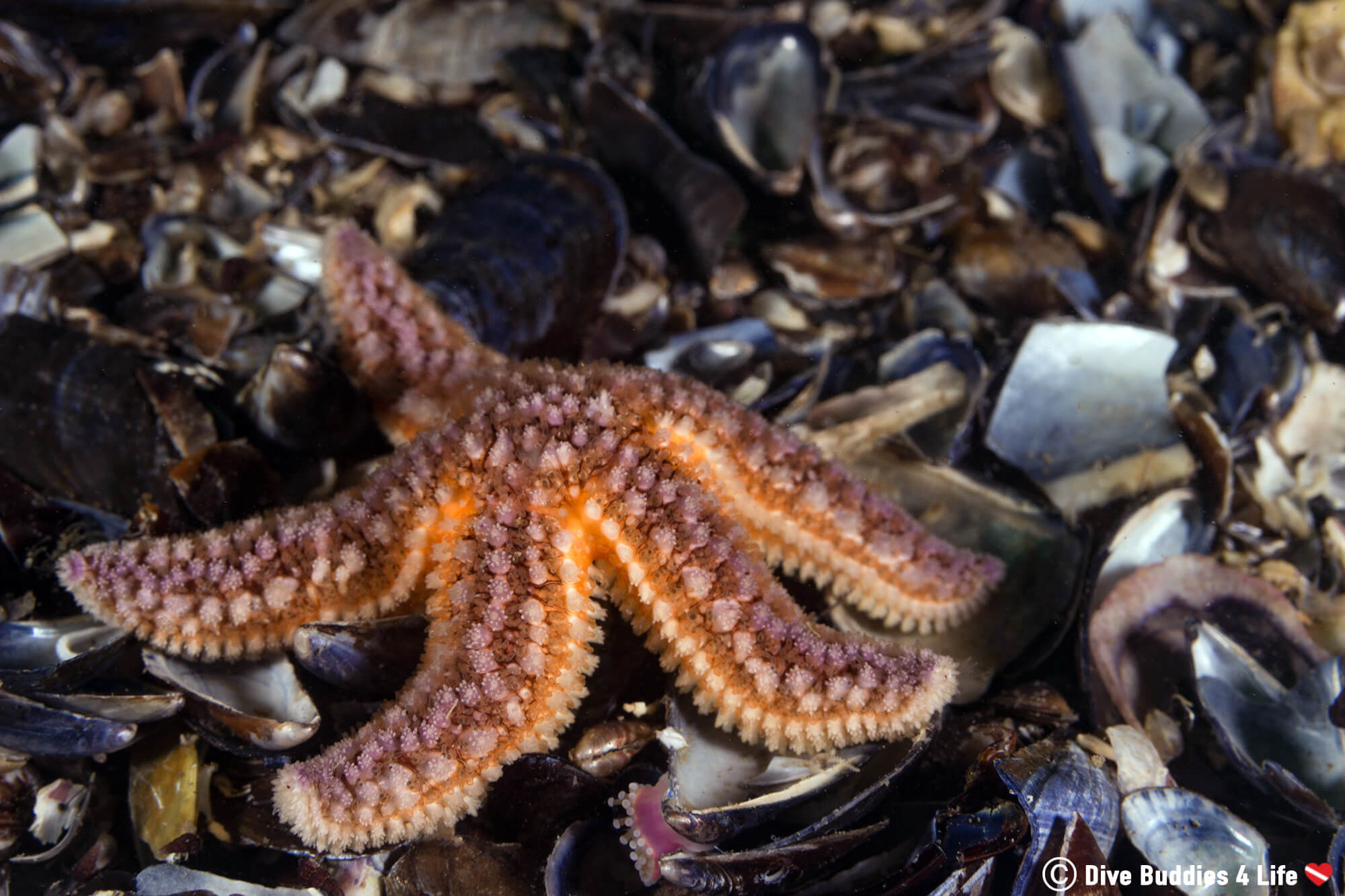 A Sea Star On A Bed Of Mussel Shell In Carnac, Brittany, France