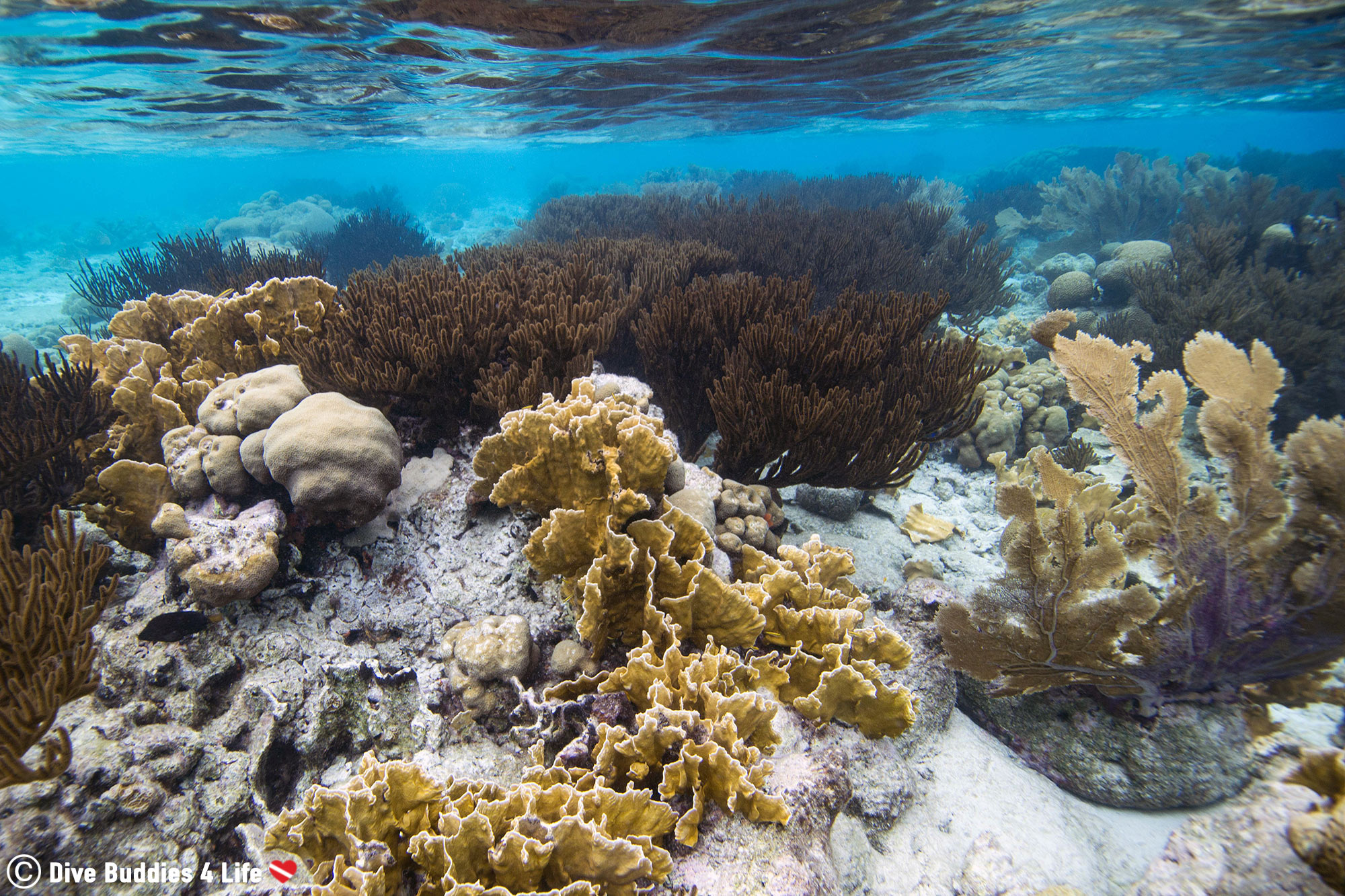 A Shallow Coral Reef On Klein Bonaire, Dutch Caribbean