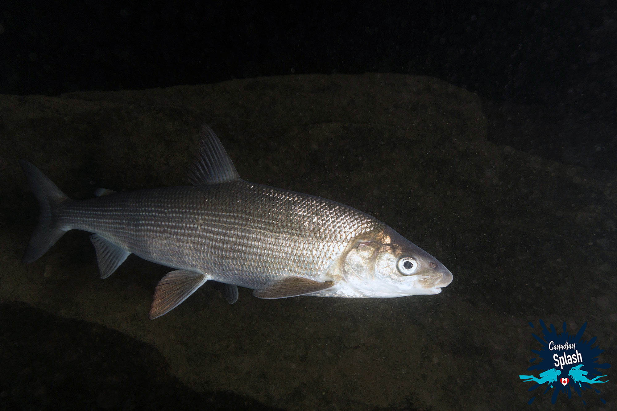 A Shiny Silver Whitefish Swimming Along The Shallow Rock Shoals Of Silver Harbour Conservation Area In Thunder Bay, Scuba Diving Lake Superior, Ontario