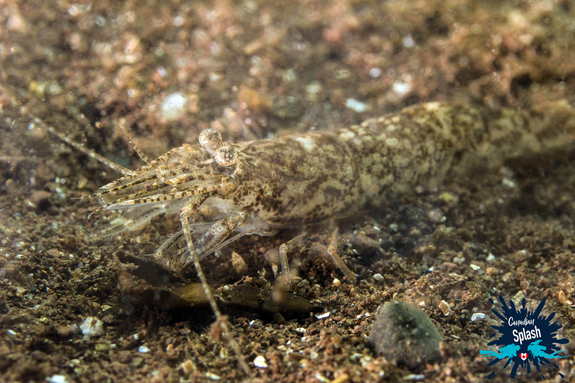A Shrimp Digging In The Mud Of A Saint John, New Brunswick Scuba Diving Site