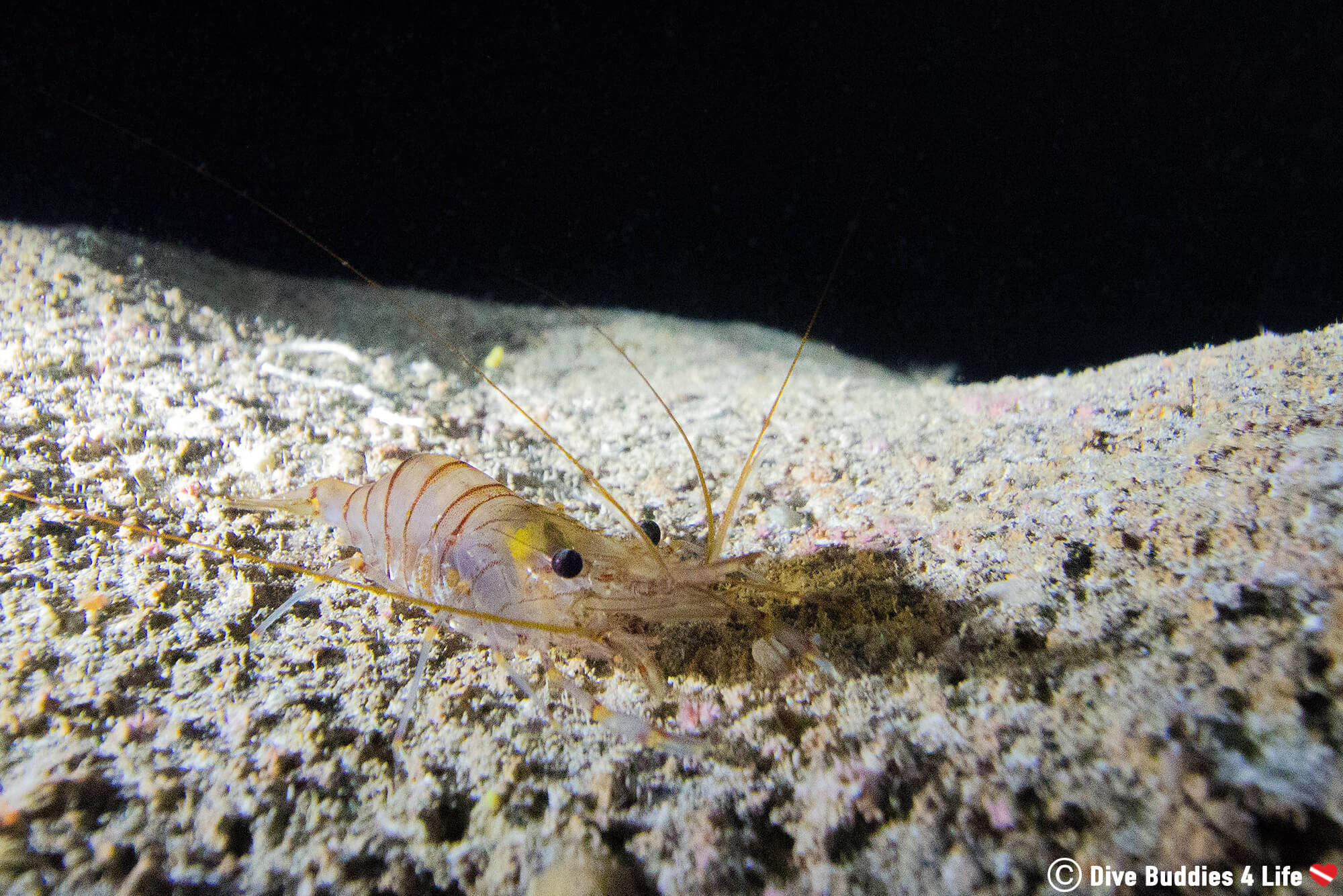 A Shrimp In The Spotlight On A Rock In A Cave Diving Around Zakynthos Island, Greece, Europe