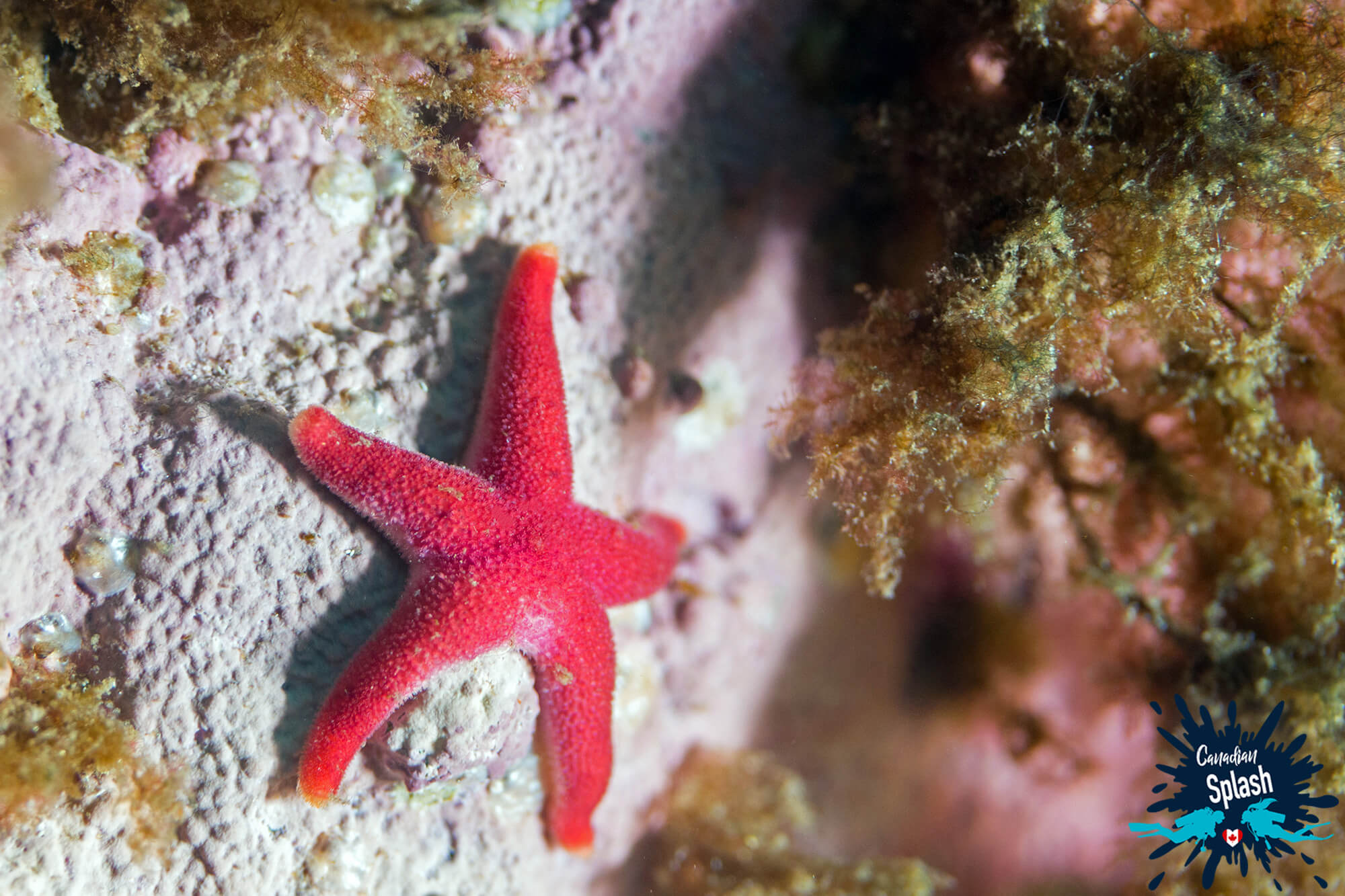 A Small Pink Blood Star On A Rock In Saint Andrews, New Brunswick, Canadian Splash Scuba Diving
