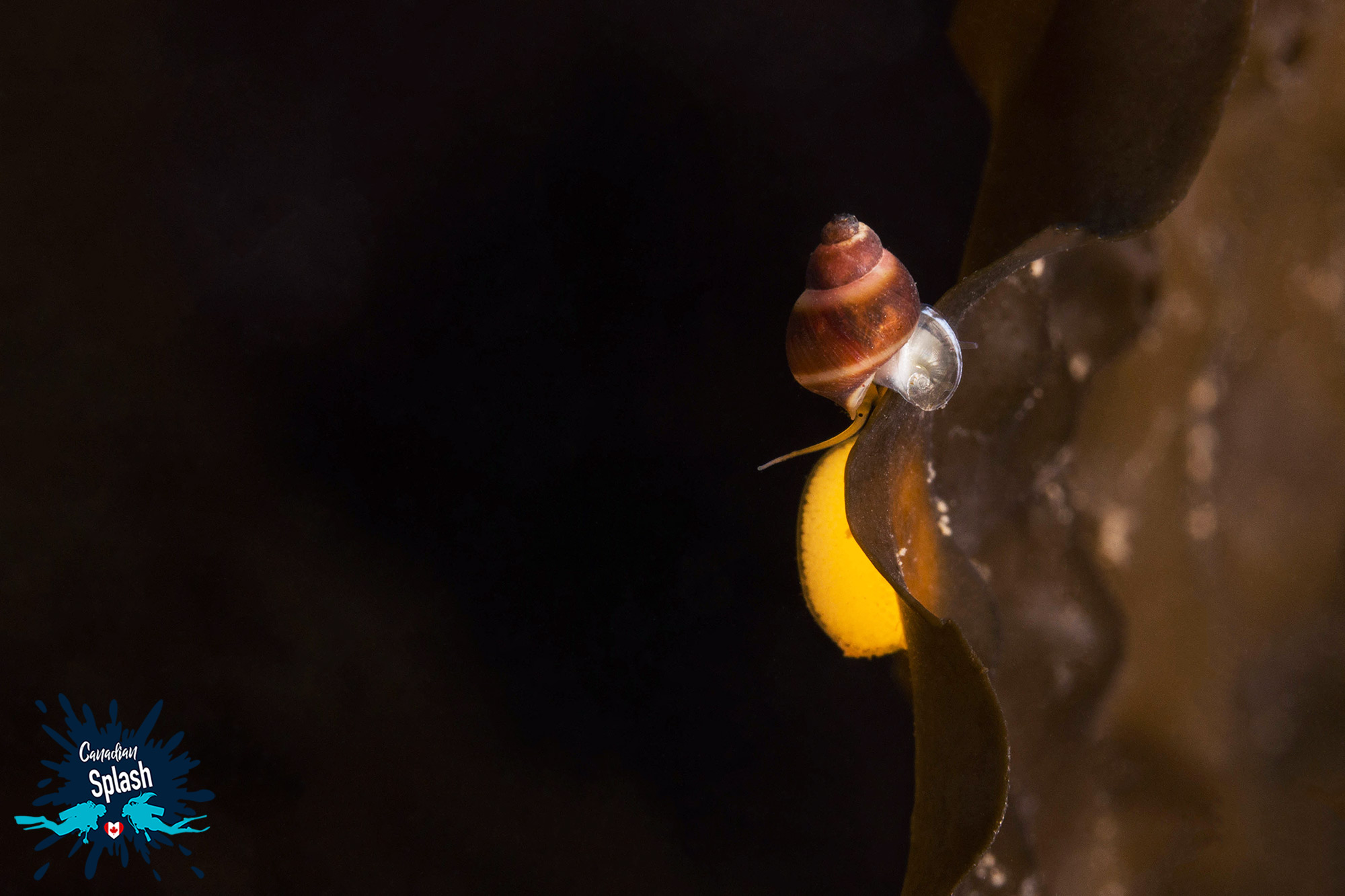A Small Snail Hanging On At The Edge Of A Piece Of Sugar Kelp Scuba Diving On Grand Manan, New Brunswick