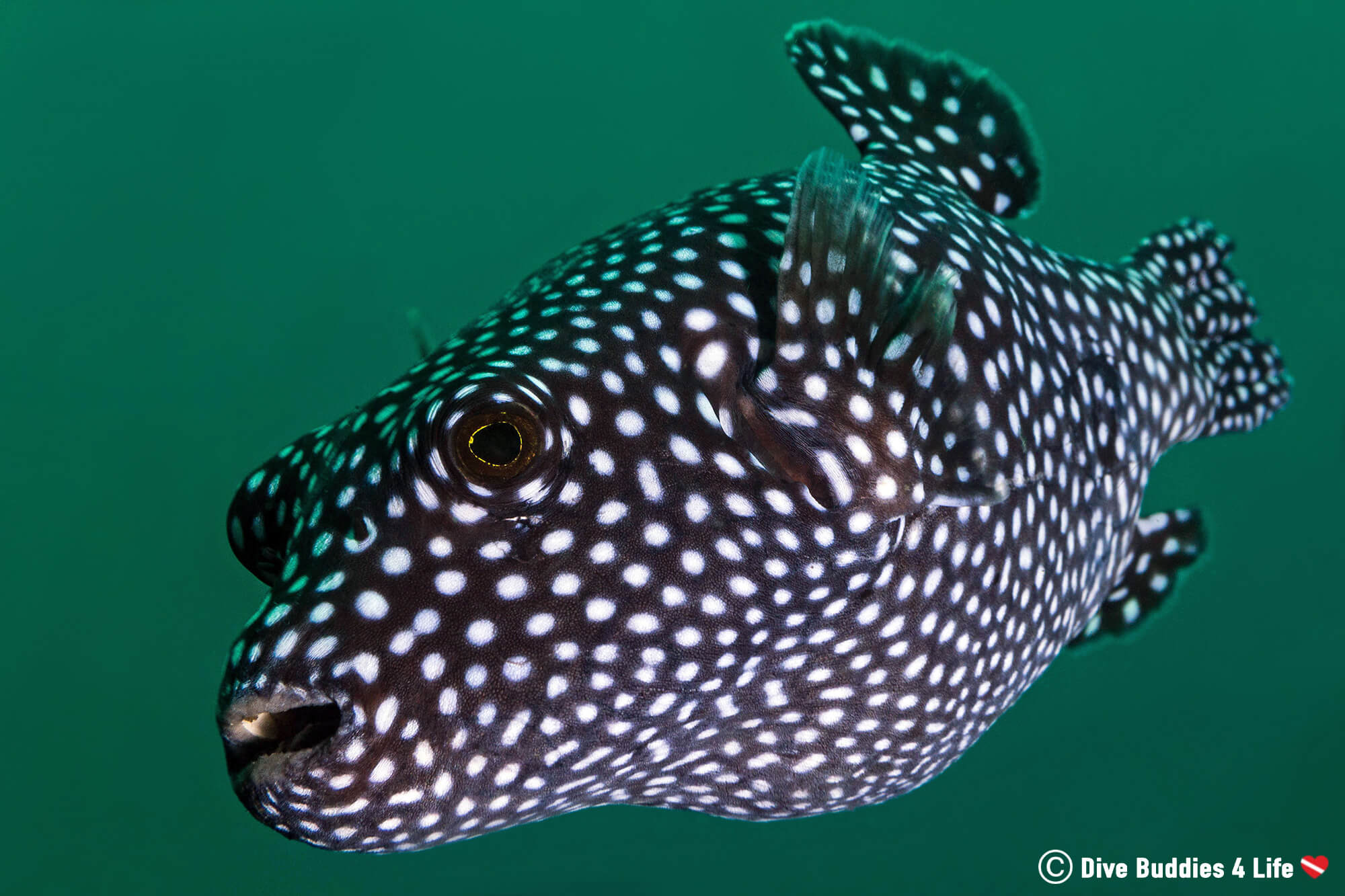 A Spotted Guineafowl Puffer Looking Into A Scuba Divers Camera In Zihuatanejo, Pacific Mexico