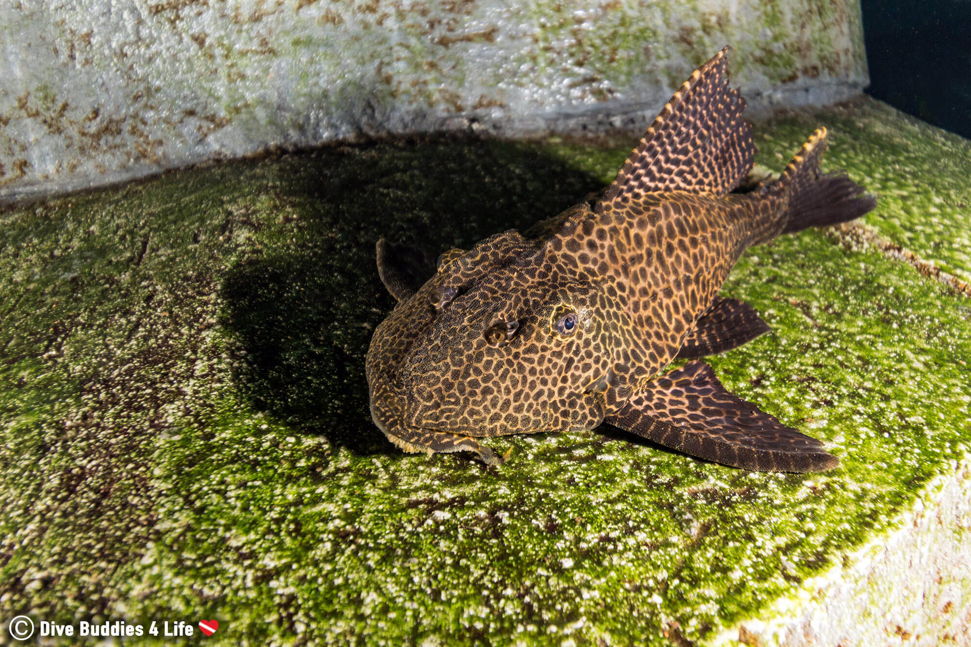A Spotted Placo Feeding On An Algae Covered Rock In The TODI Diving Center Located In Belgium, Europe 