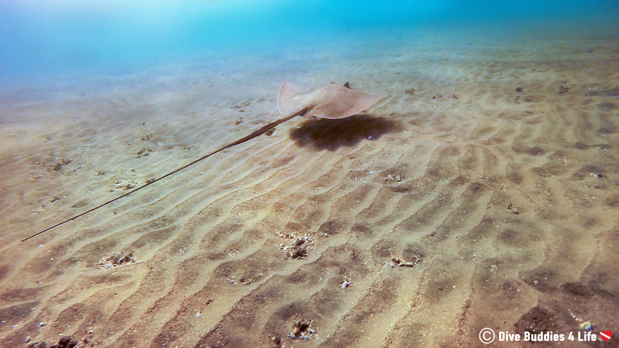 A Stingray Seen While Snorkeling Playa Ocotal In Costa Rica Swiming Away Into The Pacific Ocean
