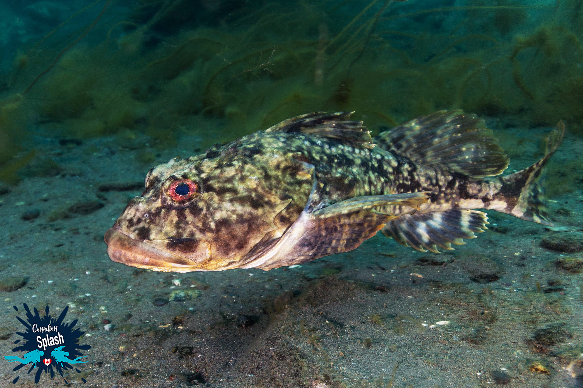 A Swimming Sculpin On The Muddy Floor Of The Dildo Whaling Station Dive Site, Newfoundland, Canada Scuba