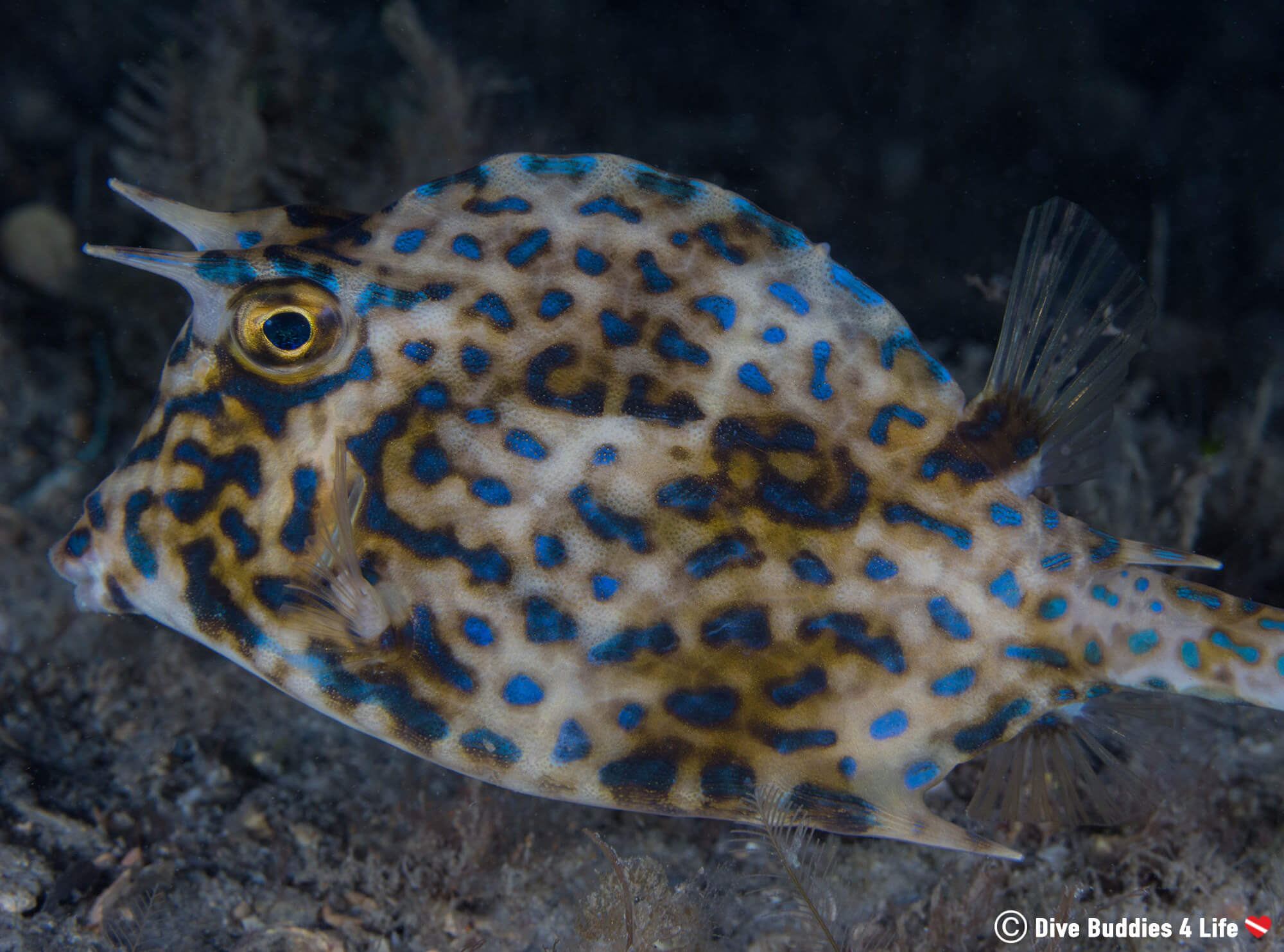 A Timid Cowfish On Our Night Dive At Blue Heron Bridge, Florida