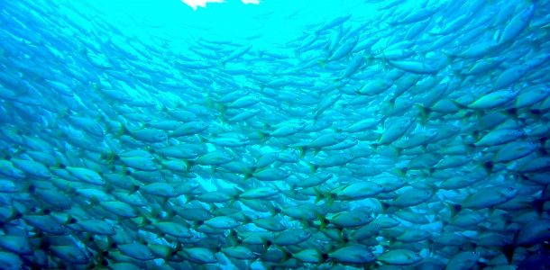 A Tornado Of Grunt Fish Schooling Underwater At The Bat Islands In Costa Rica, Central America