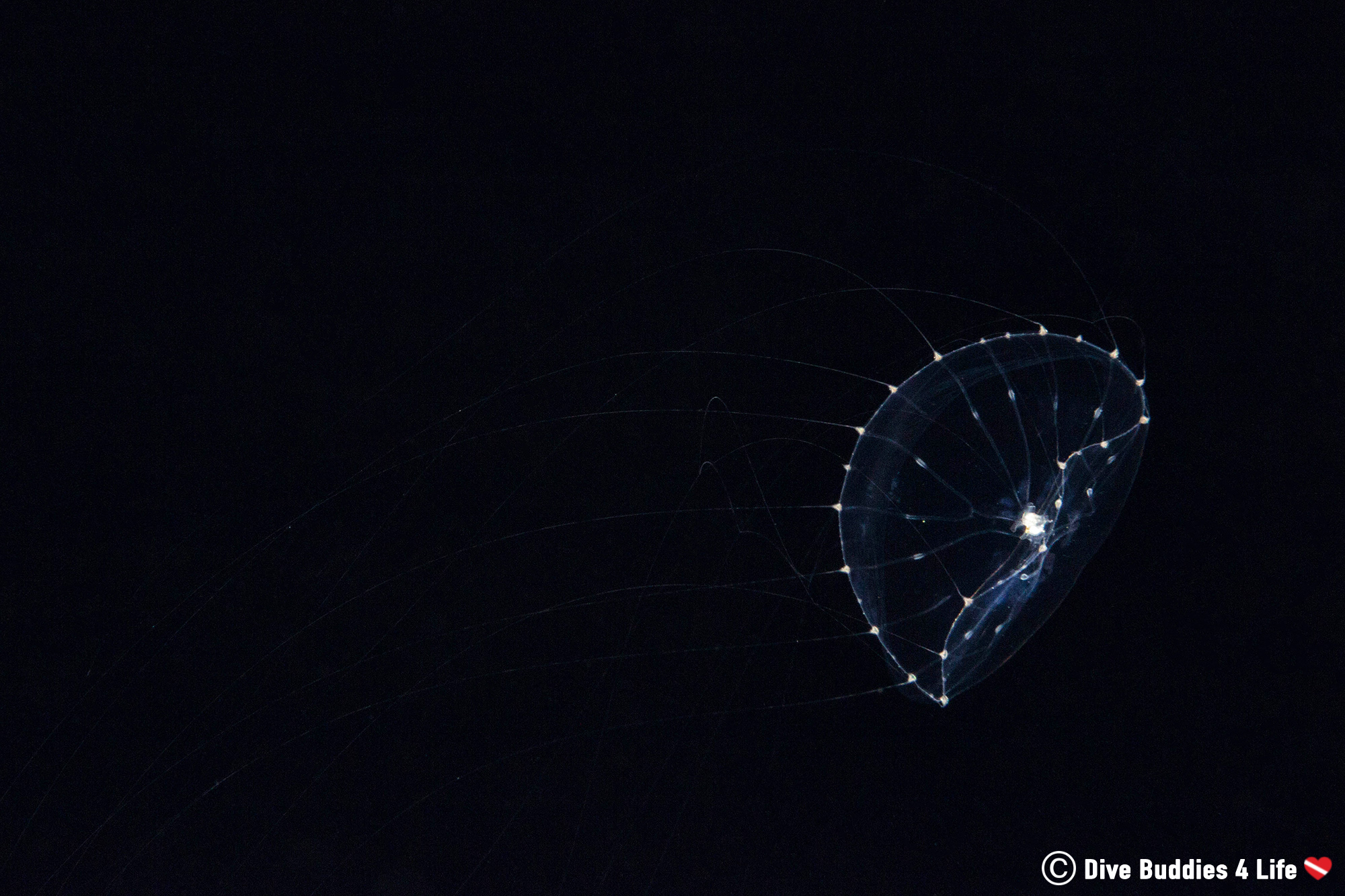 A Translucent Jelly Fish In The Black Water Of West Palm Beach, Florida, USA