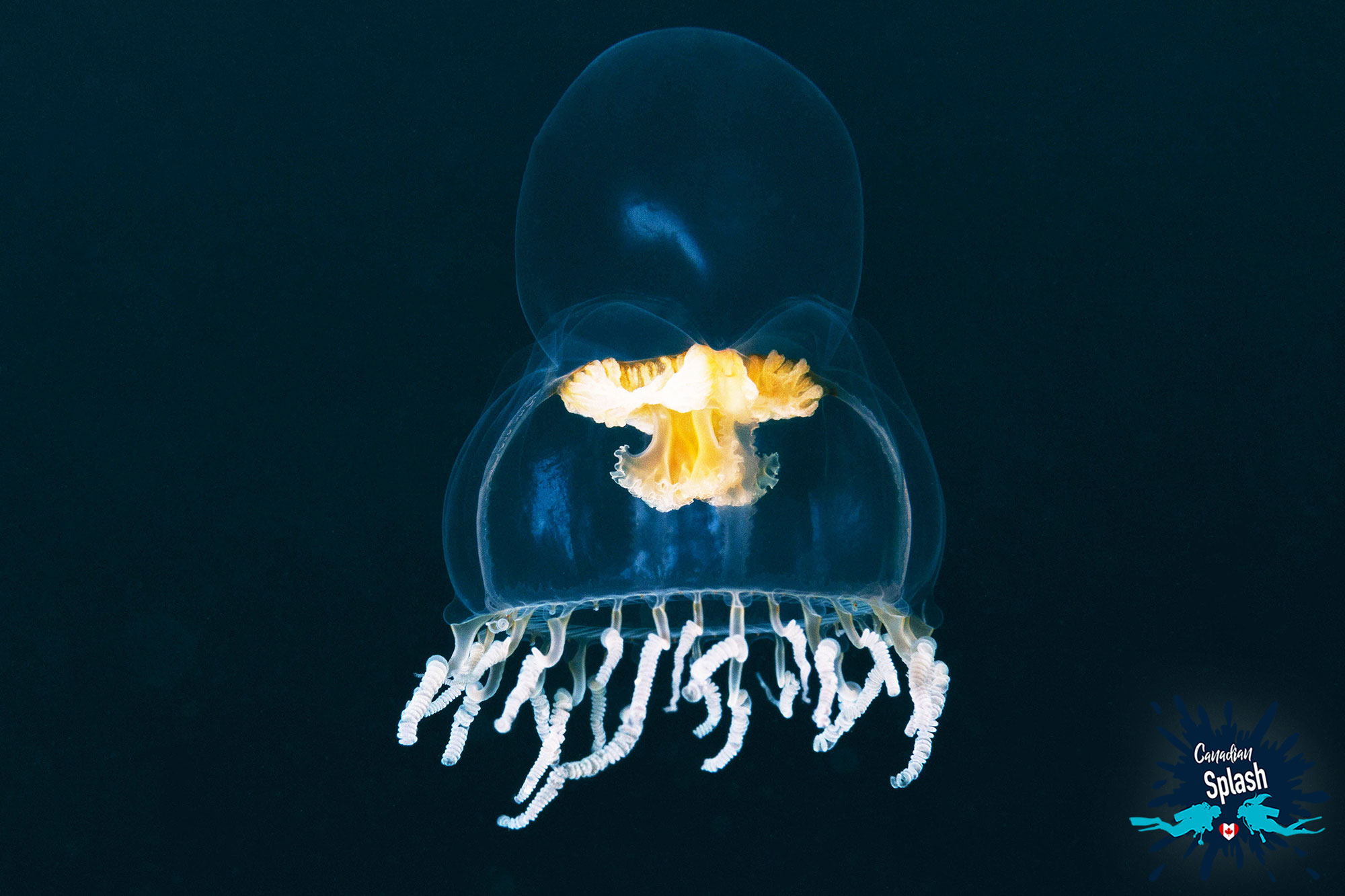 A Transparent Jellyfish Shore Diving In Newfoundland