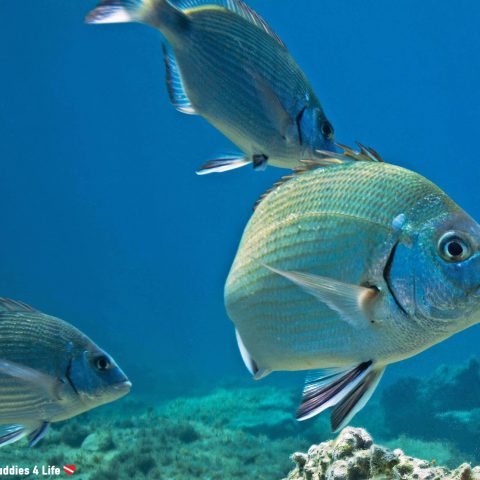 A Trio Of Sea Bream In The Blue Water Of Montenegro, Scuba Diving In The Balkan Countries Of Europe