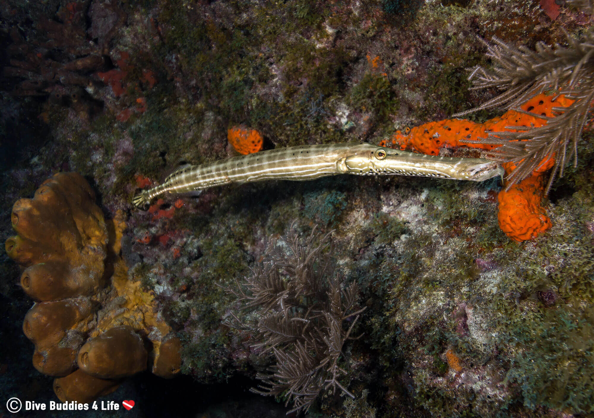 A Trumpet Fish Seen While Scuba Diving Key Largo Reef In The Florida Keys, USA