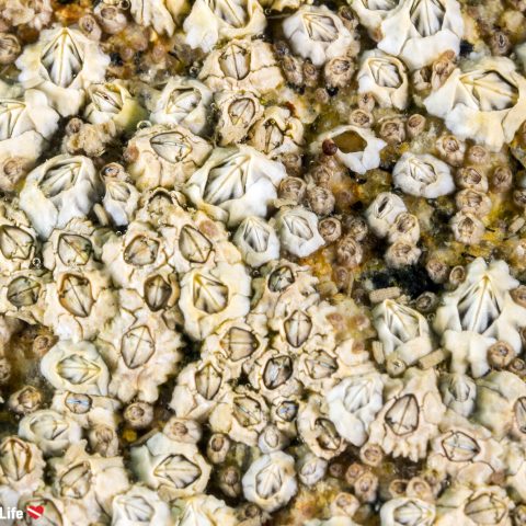 A Wall Of Barnacles From The Shore Diving Site In Carnac, Brittany