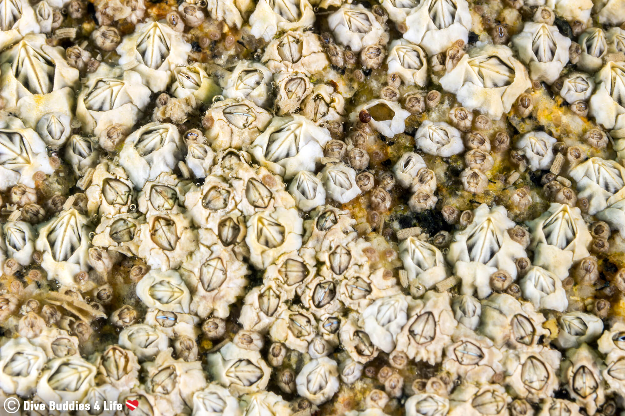 A Wall Of Barnacles From The Shore Diving Site In Carnac, Brittany
