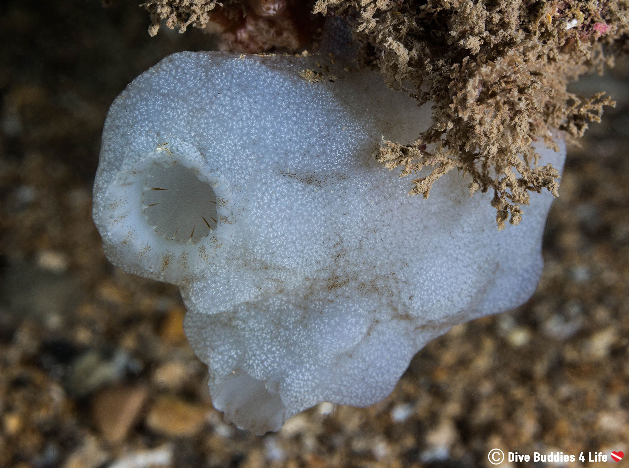 A White Cold Water Sponge, Chesil Cove Scuba Diving England, UK