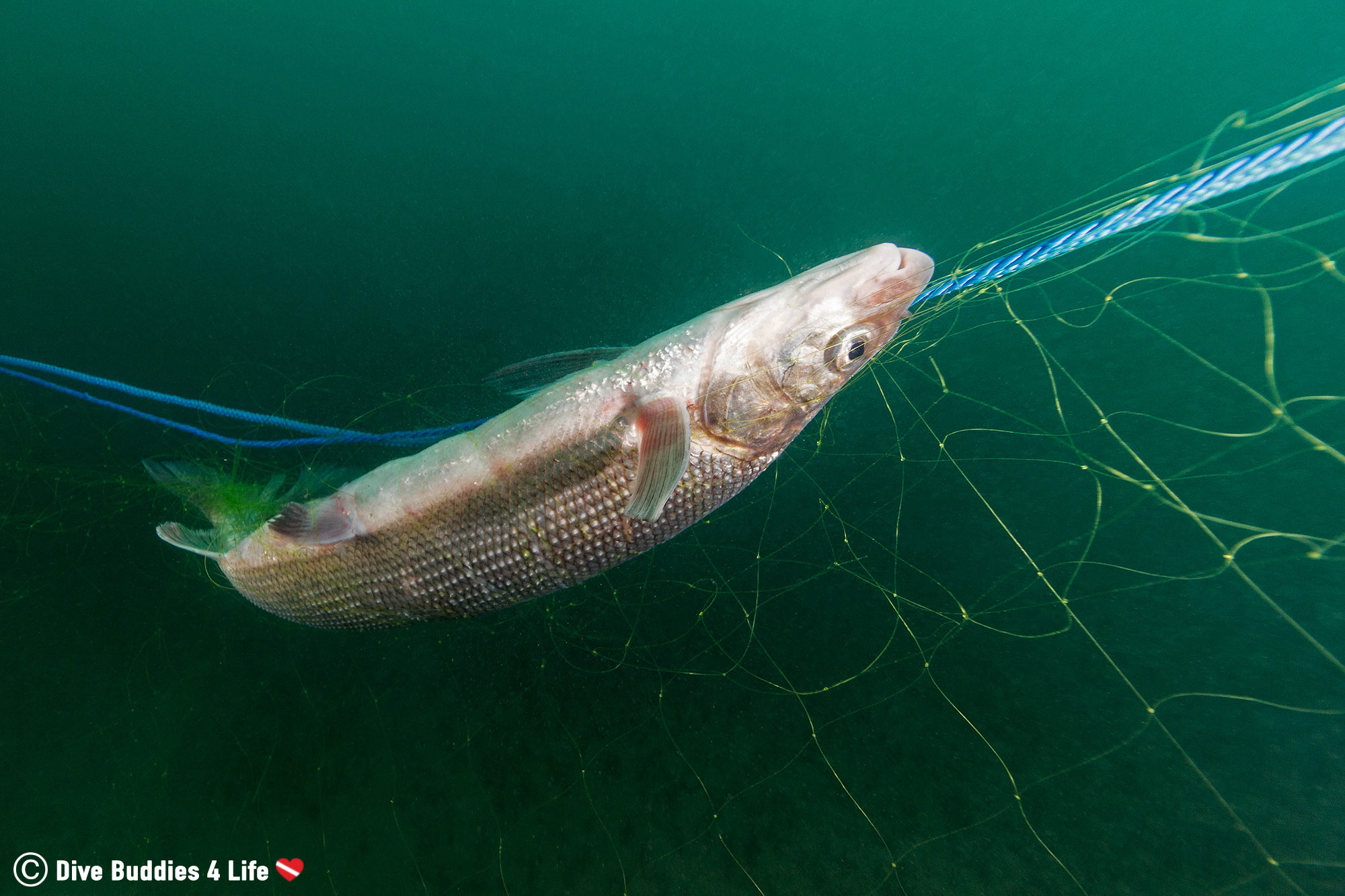 A Whitefish Caught In A Fishing Net On Lake Superior, Thunder Bay, Ontario, Scuba Diving Canada