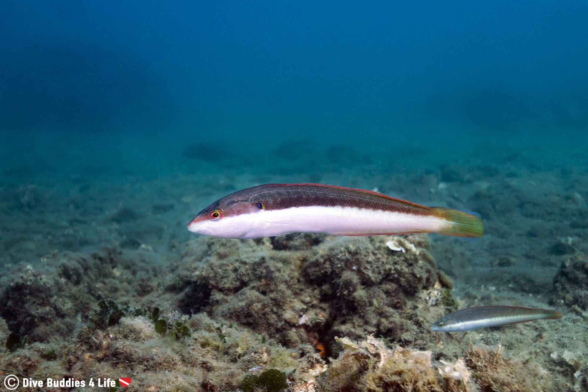 A Wrasse Swimming Underwater At The Baiae Scuba Diving Archeological Site In Naples, Italy, Europe