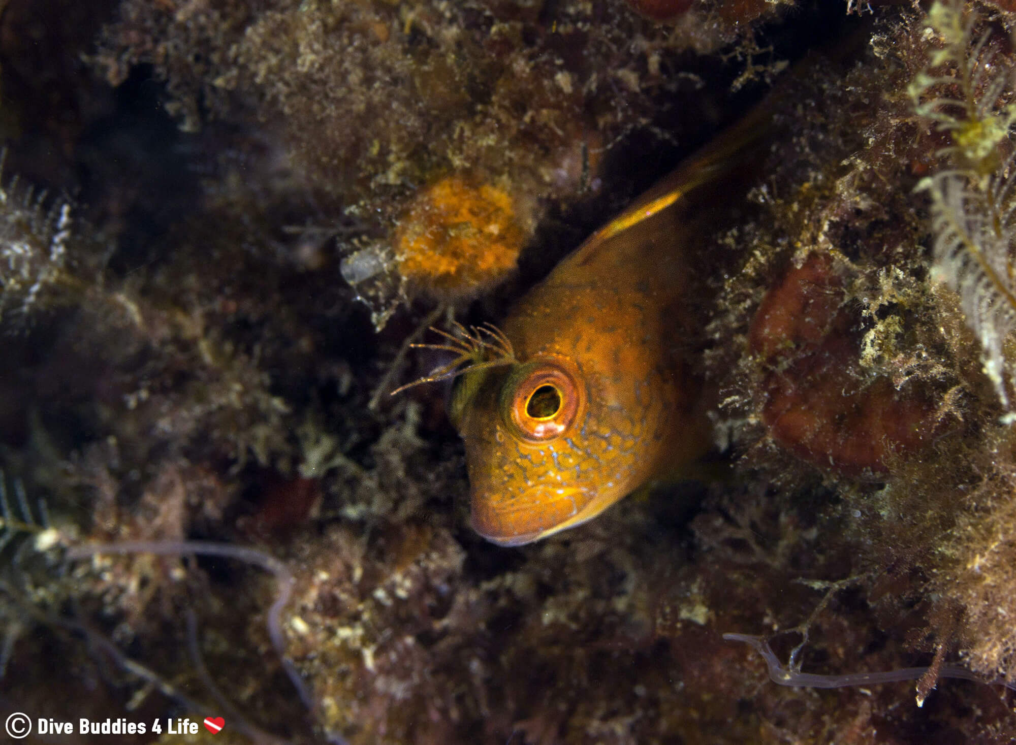 A Yellow Blennny Fish In The Marine Plant Life Of Costa Del Sol In Spain, Europe 