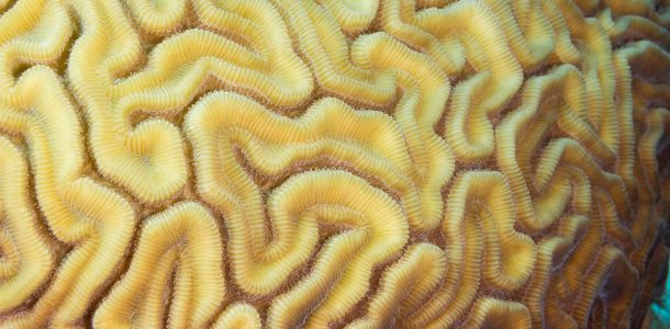 A Yellow Brain Coral Maze Underwater In Cozumel, Mexico