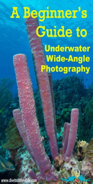 A Beginners Guide To Underwater Wide Angle Photography