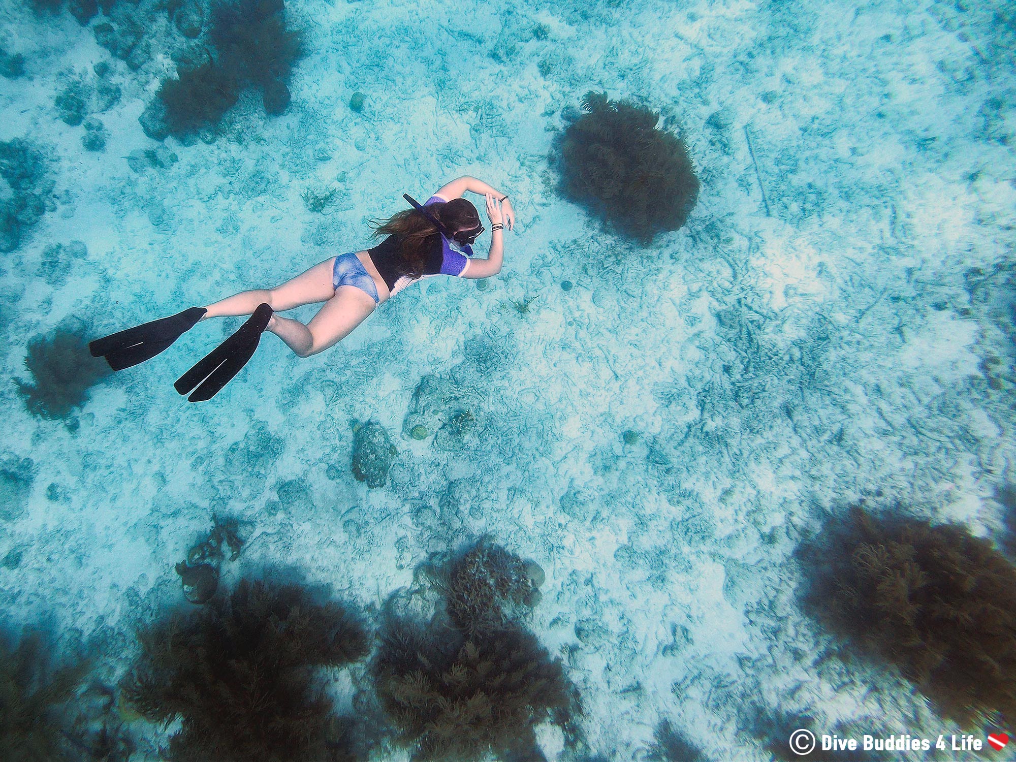 Ali Diving Down To The Bonaire Soft Coral In The Shallows, Dutch Caribbean