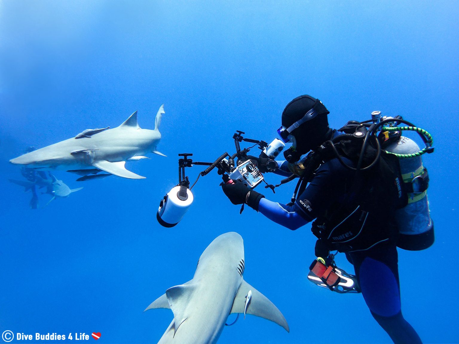 Safety Stops and their Importance in Diving Dive Buddies 4 Life