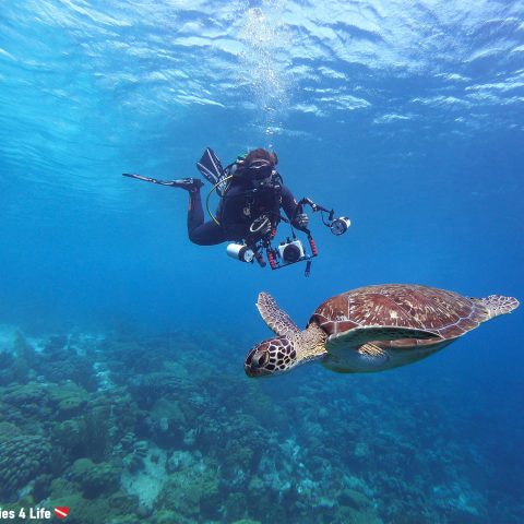 Ali Scuba Diving With A Green Sea Turtle At The Karpata Dive Site On Bonaire, Netherlands