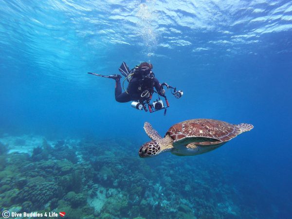 Bonaire: The Bonaire Scuba Bucket List | Dive Buddies 4 Life