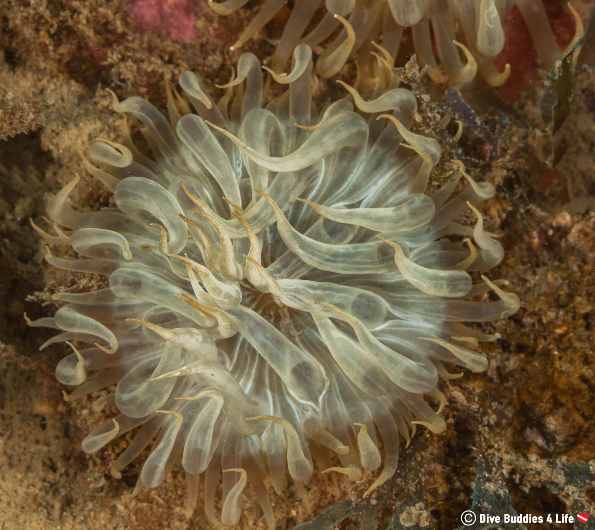 An Anemone In The Mud Of Sesimbra, Portugal