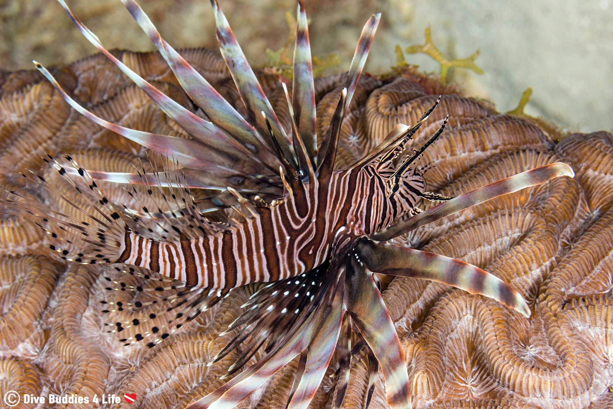 An Invasive Lionfish In The Caribbean Sea, Bonaire, Physical Pollution