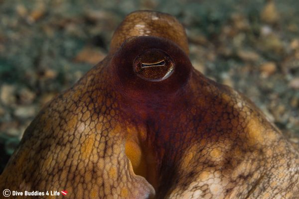 The Best Shore Diving Spot in Florida | Dive Buddies 4 Life