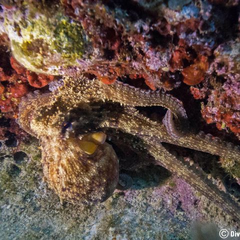 An Octopus Creeping Along The Sea Bed Of Budva Montenegro, Mediterranean Sea, Europe