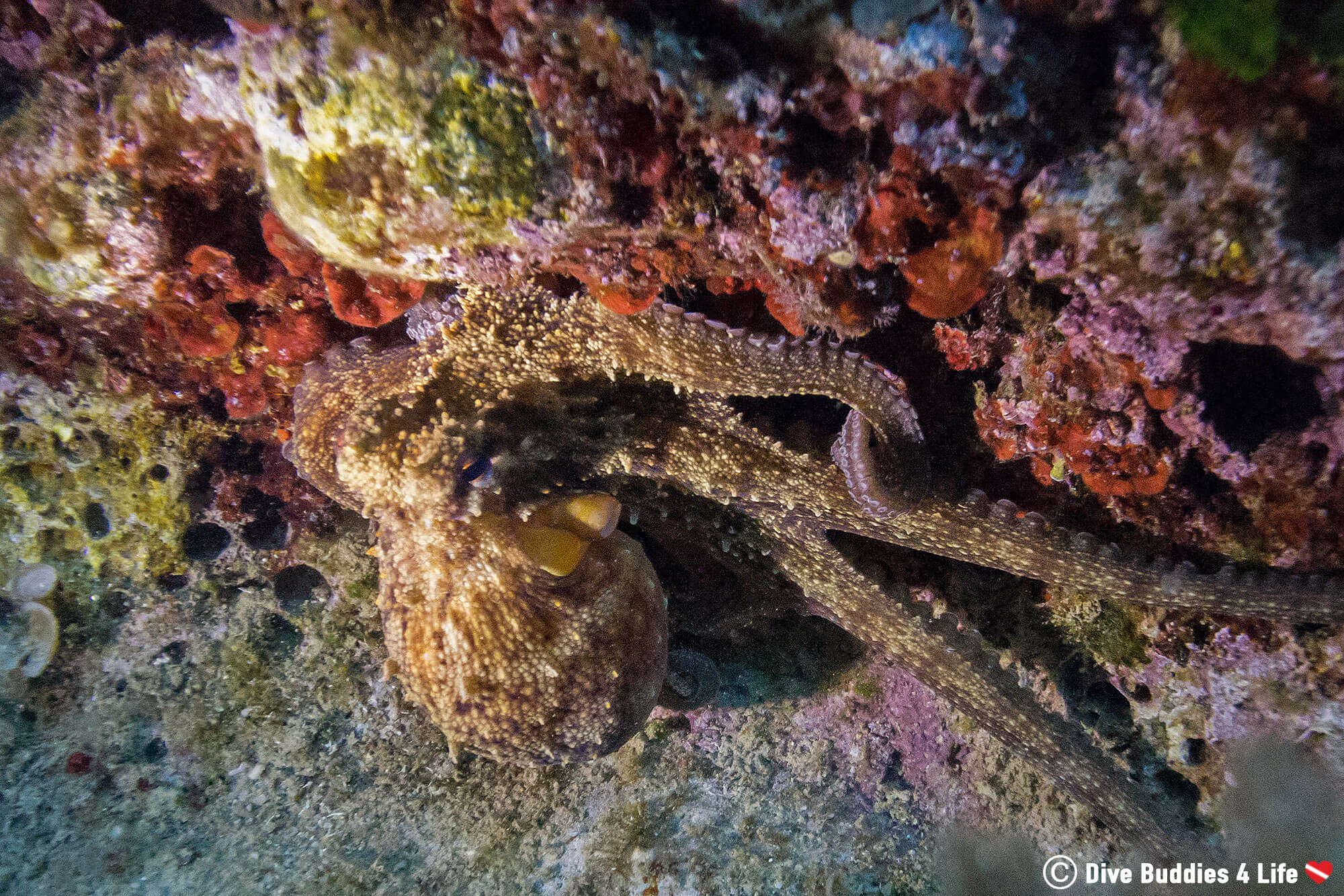 An Octopus Creeping Along The Sea Bed Of Budva Montenegro, Mediterranean Sea, Europe